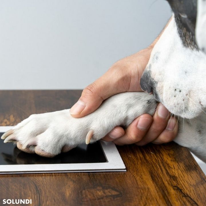 TIJDELIJK 50% KORTING | PawMemoirs⢠- Aandenken met pootafdruk