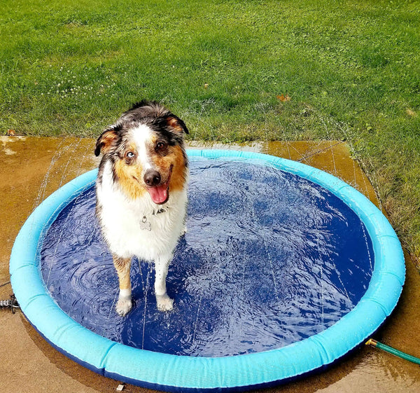 50% OFF VANDAAG PawSplash™