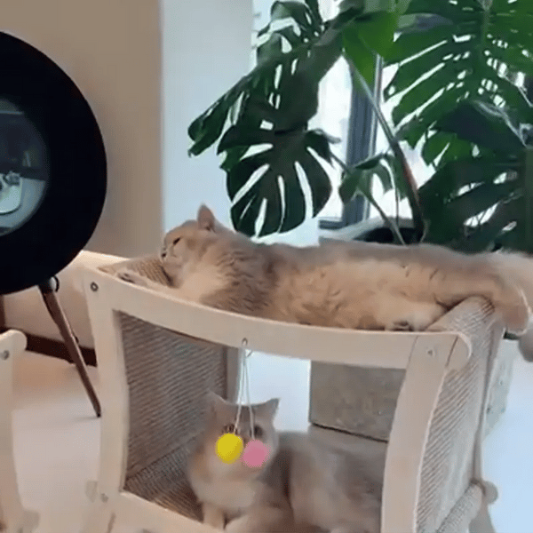 TIJDELIJK 50% KORTING PawVilla™