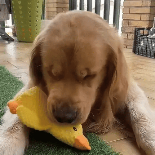 TIJDELIJK 50% KORTING TuffDuckâ¢