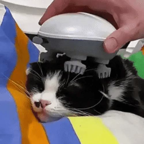 TIJDELIJK 50% KORTING PawZen™