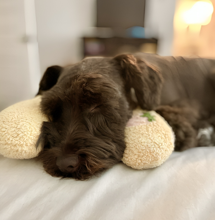 CuddlePaws⢠| Orthopedisch halvemaankussen voor huisdieren