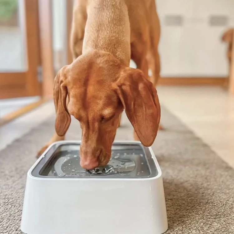 GentleSip⢠| Antispat waterbak voor huisdieren