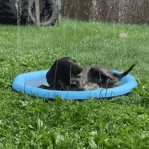 50% OFF VANDAAG  PawSplash™ 