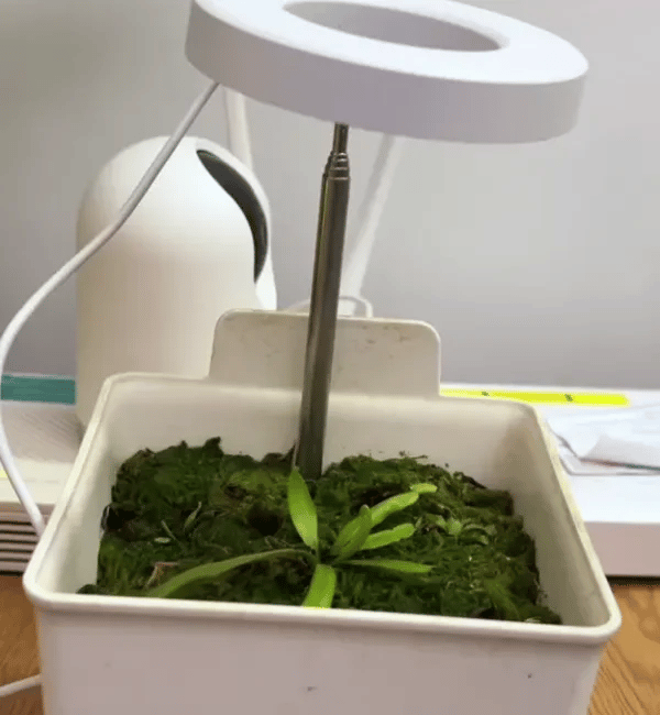 TIJDELIJK 50% KORTING  LumiSprout™