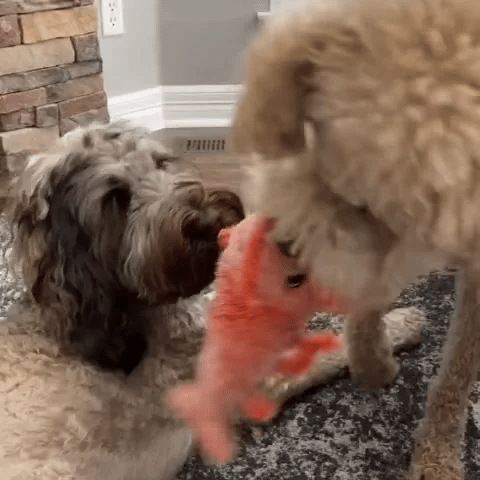 TIJDELIJK 50% KORTING  Flopster™