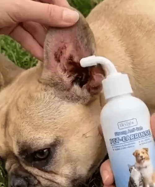 3 + 2 GRATIS VANDAAG  Oticlean™ - Oorreiniger voor huisdieren