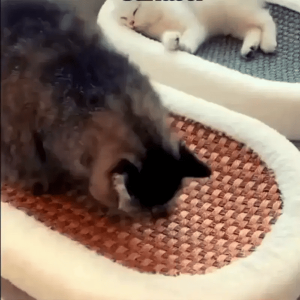 TIJDELIJK 50% KORTING  ScratchNest™