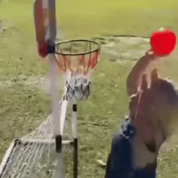 TIJDELIJK 50% KORTING  HoopKick™