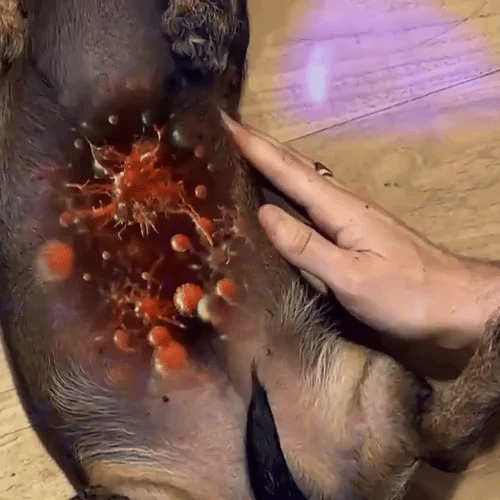 TIJDELIJK 50% KORTING  PetVital™ Taurinepoeder