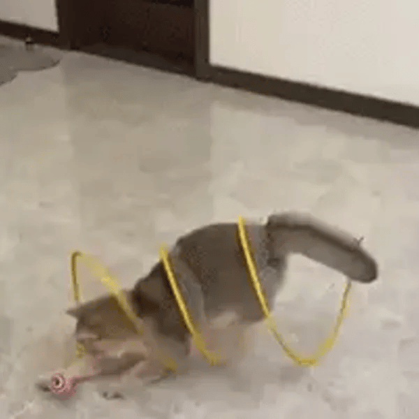 TIJDELIJK 50% KORTING  PurrSpiral™