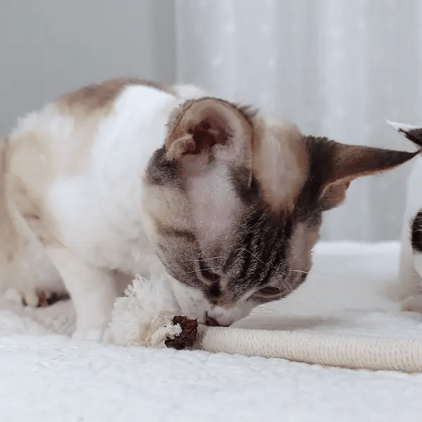 3 + 3 GRATIS VANDAAG  KittyKnot™ 