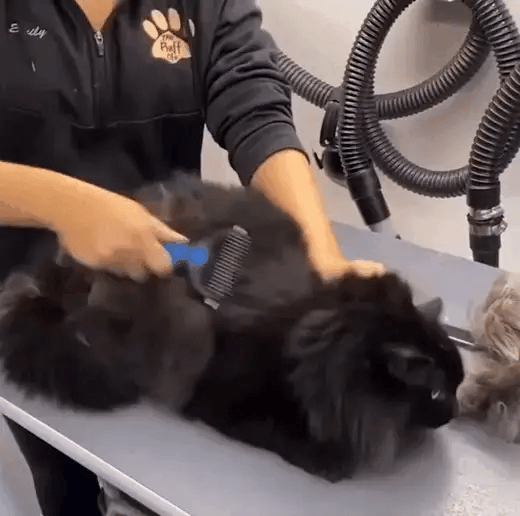 TIJDELIJK 50% KORTING  FurSweep™