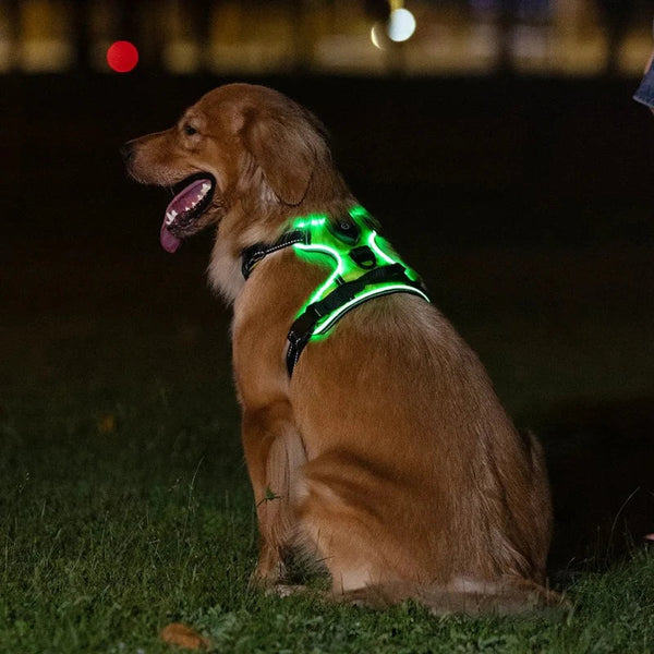 TIJDELIJK 50% KORTING  GloLeash™