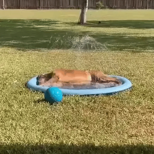 TIJDELIJK 50% KORTING  SplashPaws™ - Spatmat
