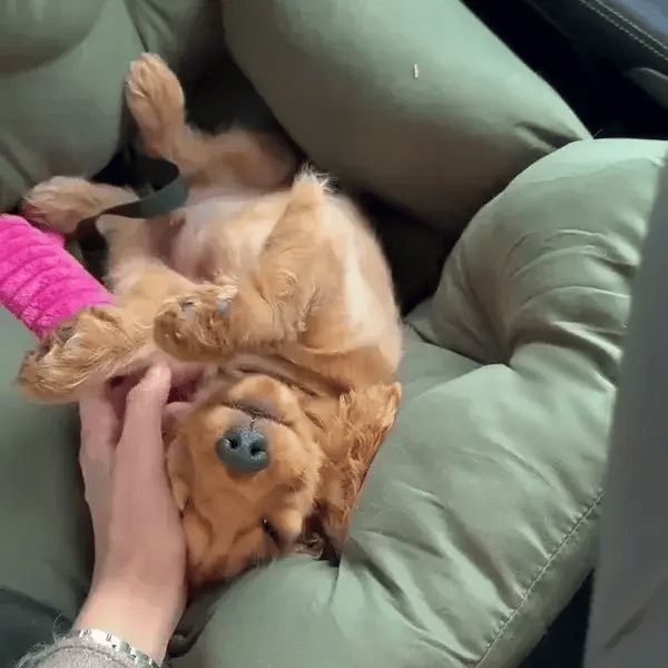 TIJDELIJK 50% KORTING  PawLounger™