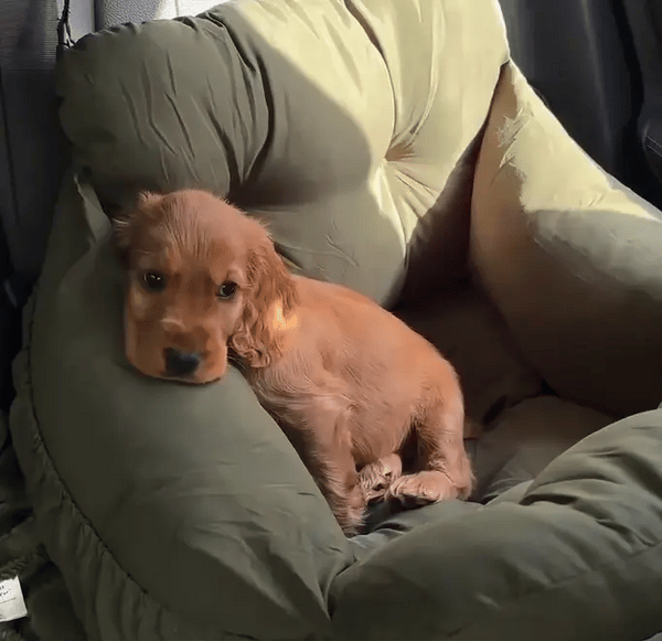 TIJDELIJK 50% KORTING  PawLounger™