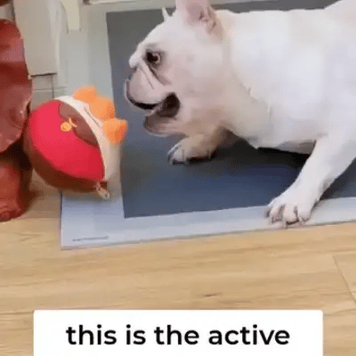 TIJDELIJK 50% KORTING  BouncePal™