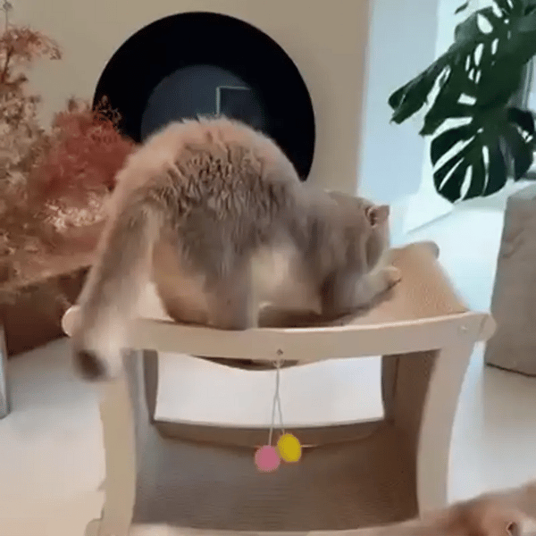 TIJDELIJK 50% KORTING  PawVilla™