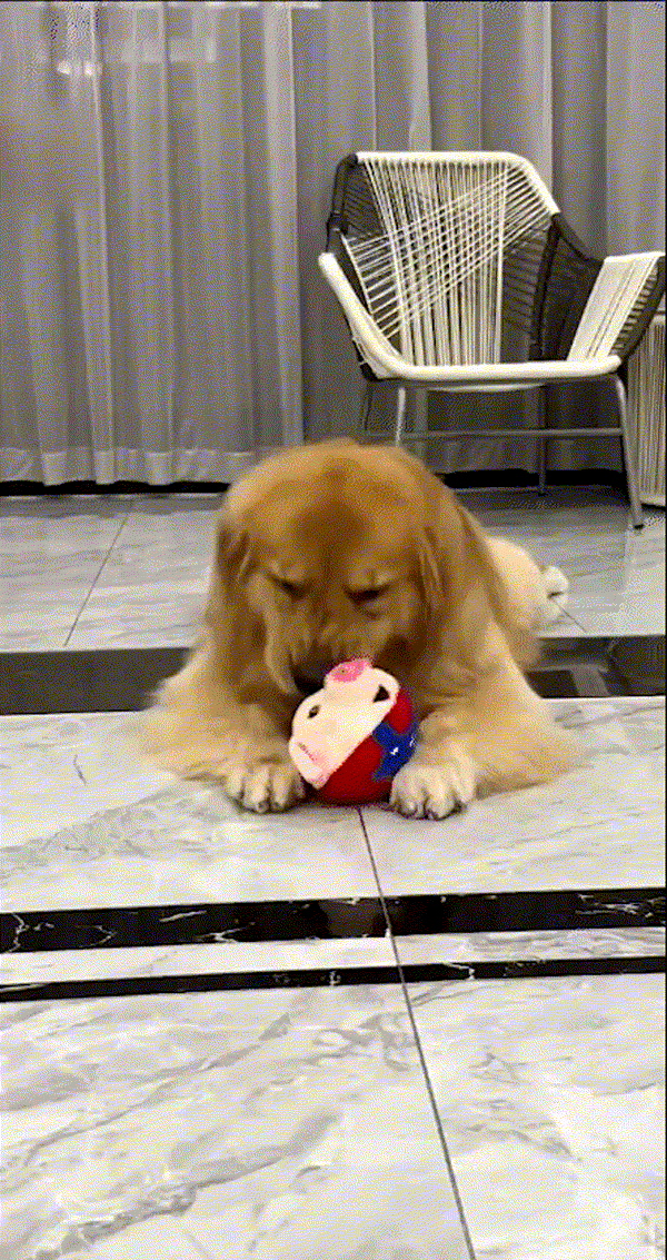 TIJDELIJK 50% KORTING  BouncePal™