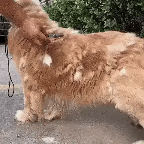 TIJDELIJK 50% KORTING  FurSweep™