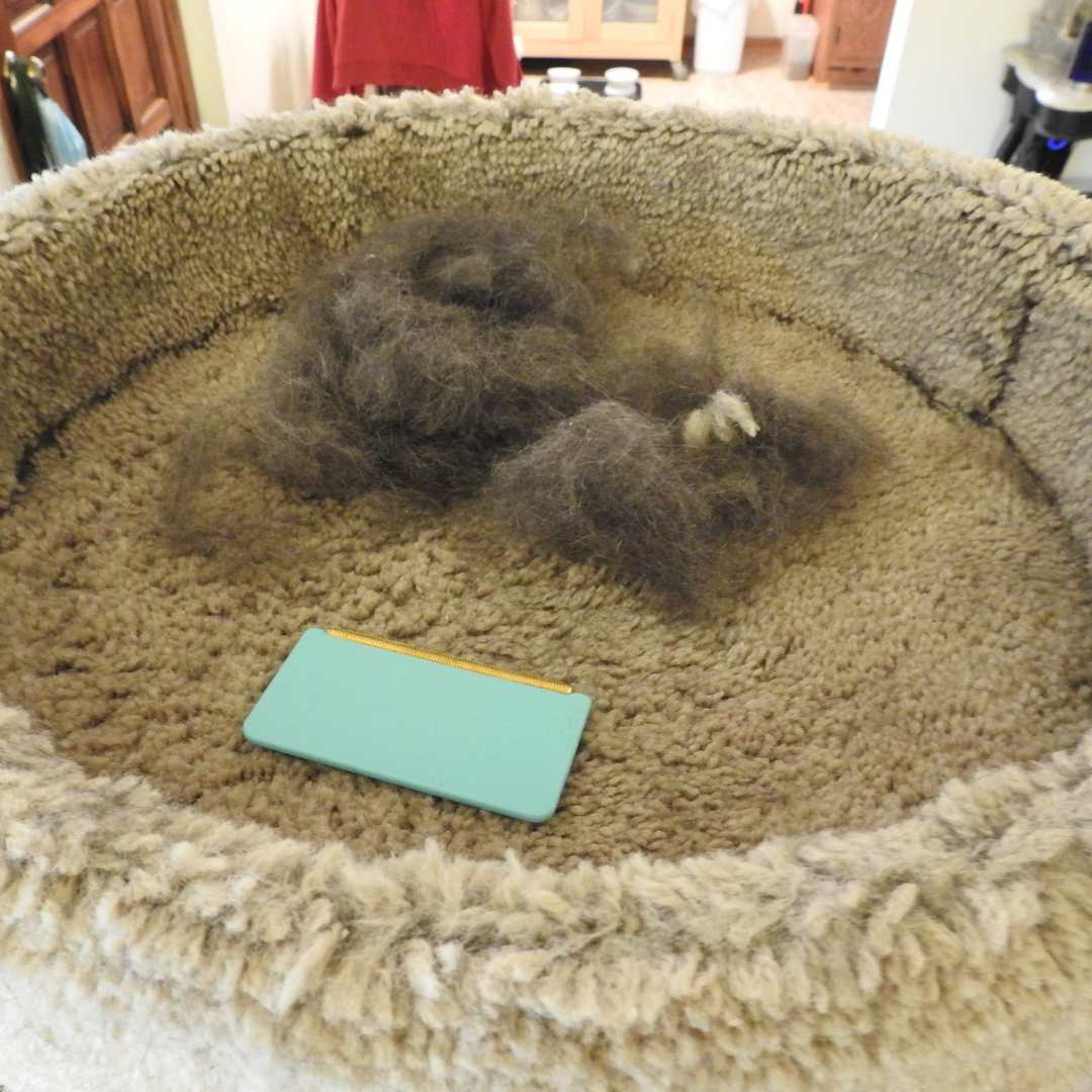 HairSweep™ | Tapijthark huisdier ontharingsset
