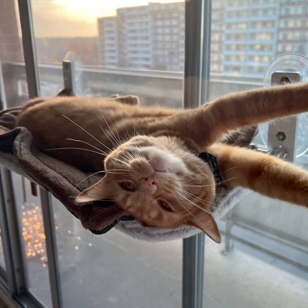 CatNook™ | Opvouwbare kattenhangmat