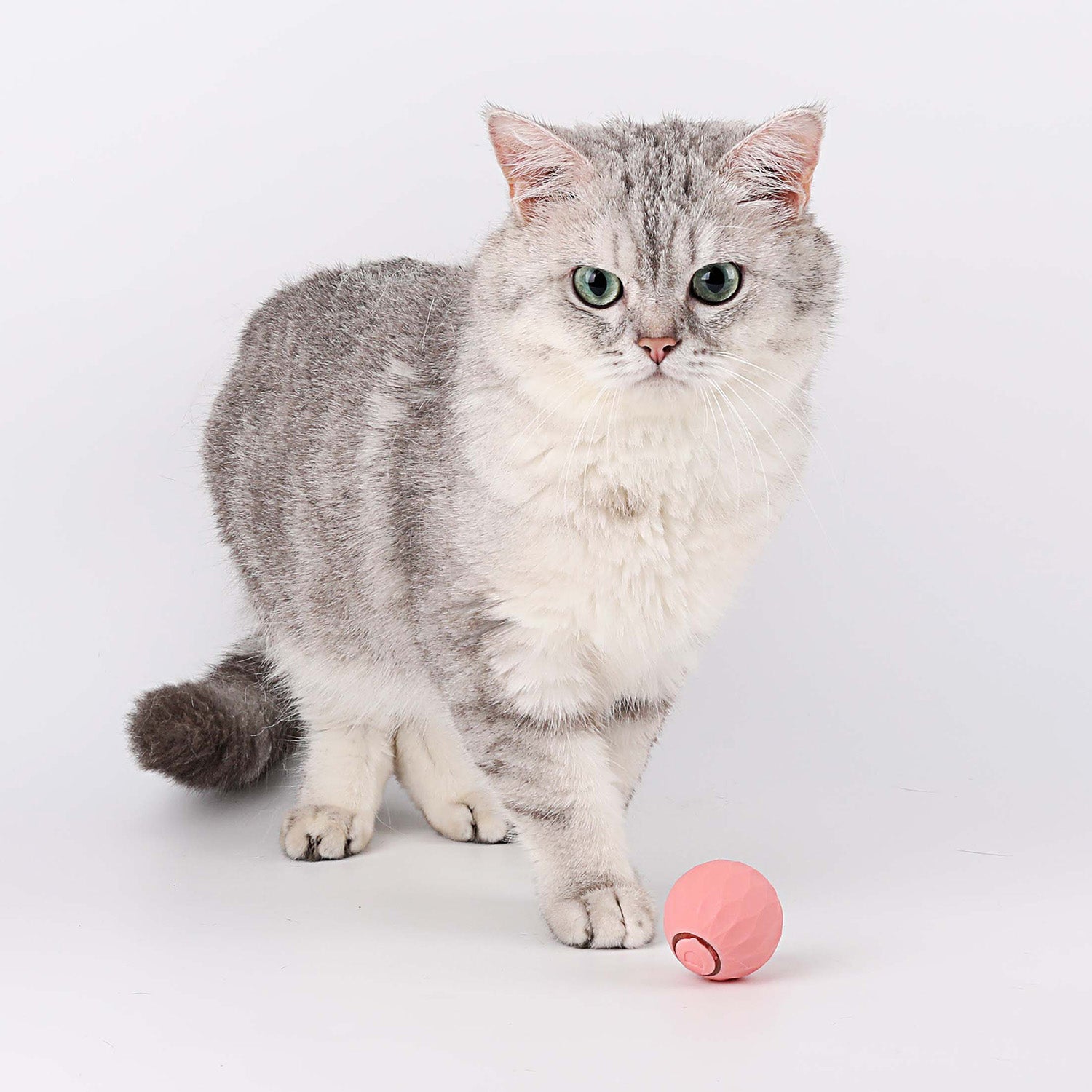 WhiskerWheel™ | Interactief krachtbalspeeltje voor katten