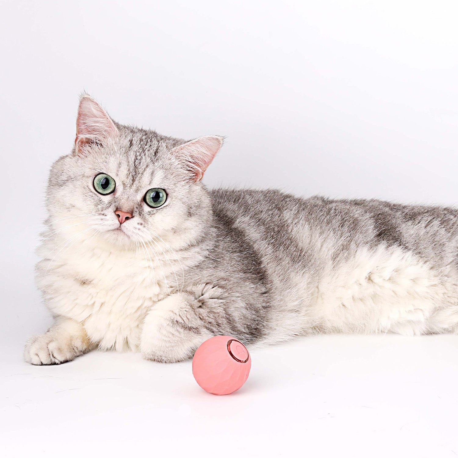 WhiskerWheel™ | Interactief krachtbalspeeltje voor katten