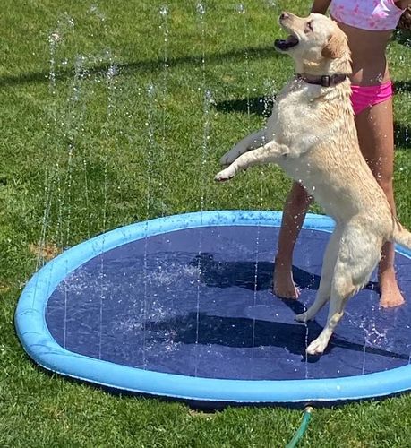 50% OFF VANDAAG  PawSplash™ 